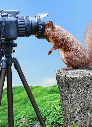 Squirrel Camera Funny    A funny birthday card of a squirrel looking into a camera lens. | happy birthday squirrel camera lens look nature funny humorous  Smile... It's your Birthday!